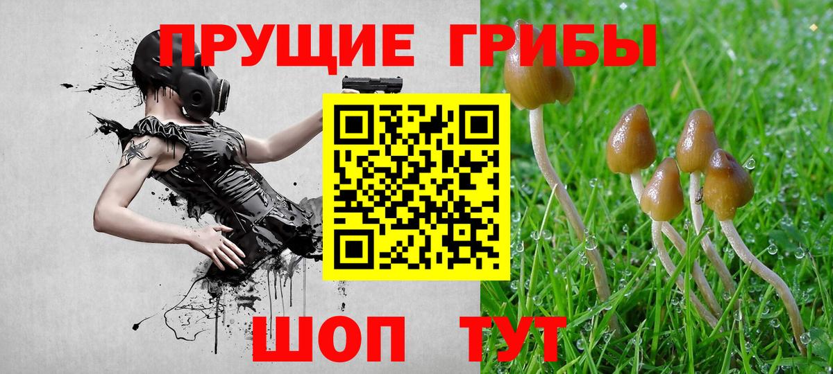 Псилоцибиновые грибы Cubensis Ижевск